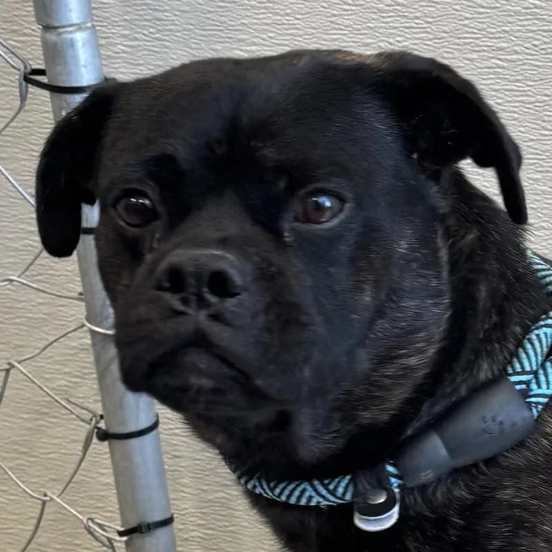 An adult medium-sized male Black Mixed Breed dog named Hubert for adoption in Las Cruces, NM
