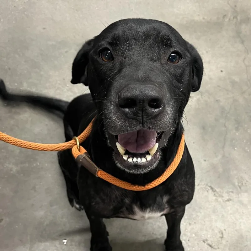 An adult large-sized male Black Labrador Retriever dog named Marley for adoption in Tampa, FL