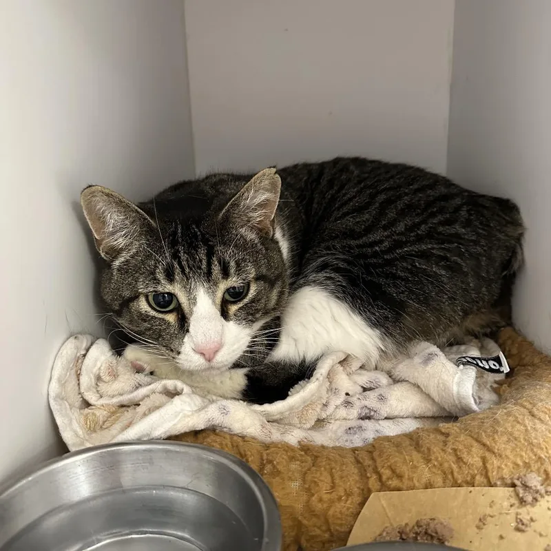 An adult large-sized male Brown / Chocolate Domestic Short Hair cat named Lando for adoption in Kanab, UT