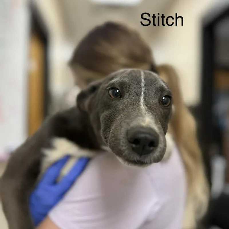 Stitch thumbnail 4