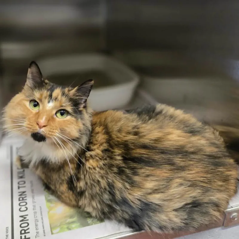 An adult medium-sized female Calico Domestic Long Hair cat named Zuzu for adoption in Hinsdale, IL