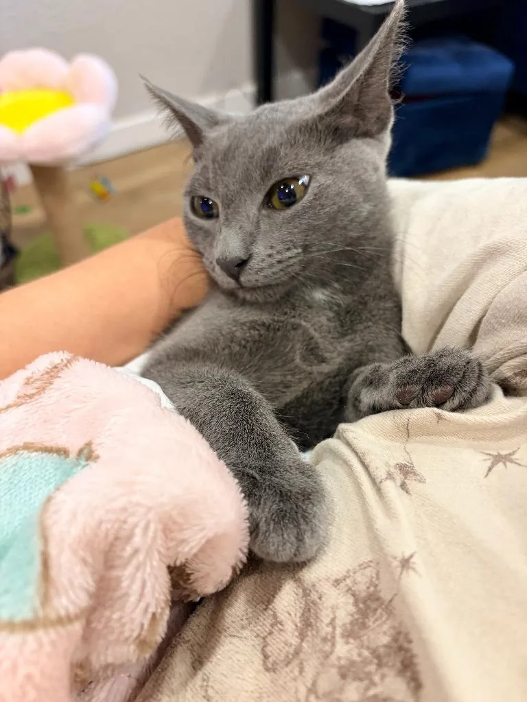 A baby medium-sized female Domestic Short Hair cat named Sam for adoption in San Antonio, TX