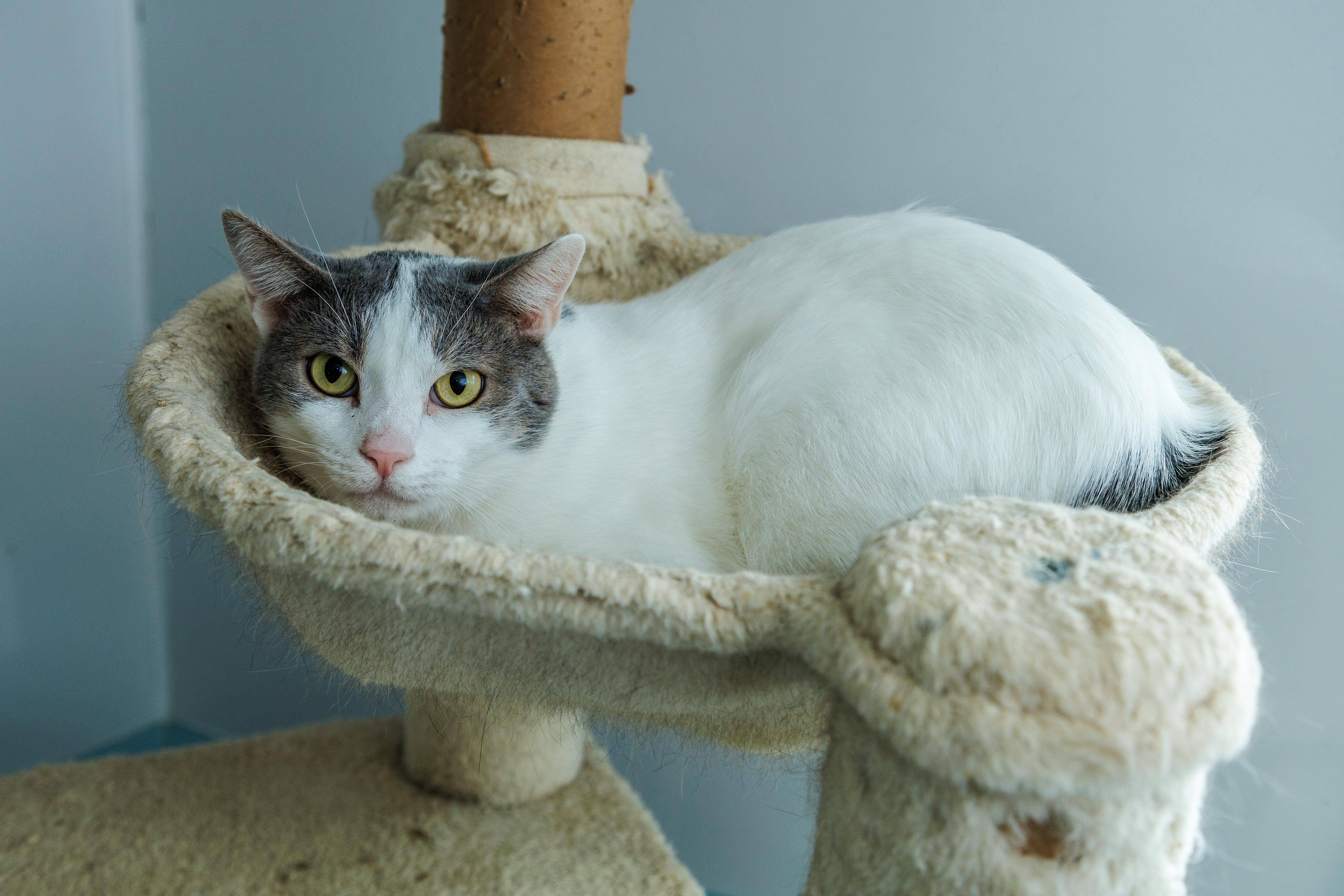 An adult medium-sized male Domestic Short Hair cat named Jasper for adoption in Chester Springs, PA