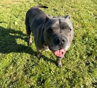 An adult large-sized male American Bully dog named Bruce for adoption in Reedsport, OR