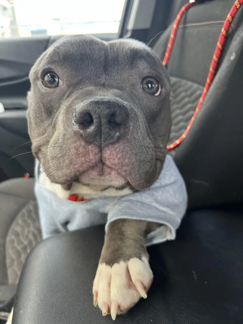 A young medium-sized male American Staffordshire Terrier dog named Mochi for adoption in Edmond, OK