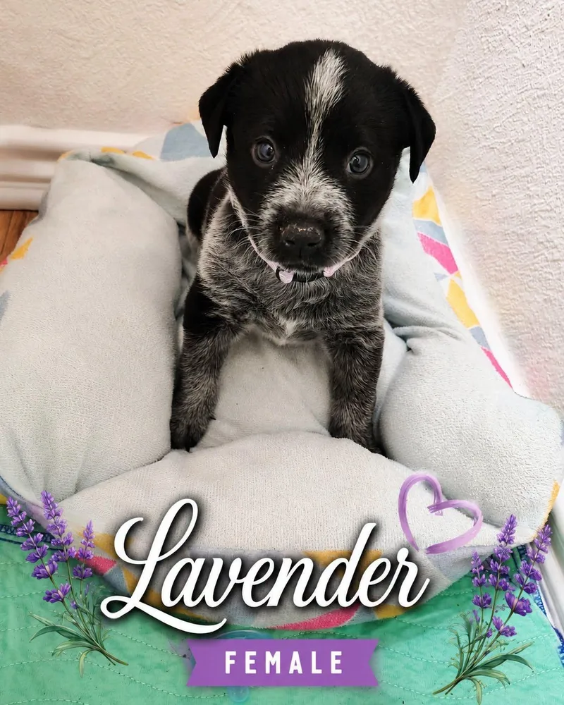 Lavender