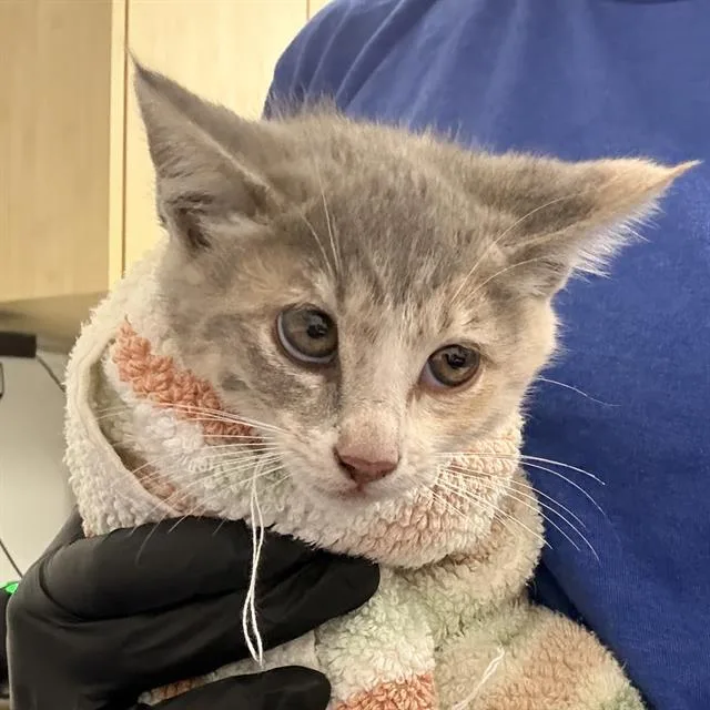 A baby small-sized female Domestic Short Hair cat named Aurora for adoption in Camarillo, CA