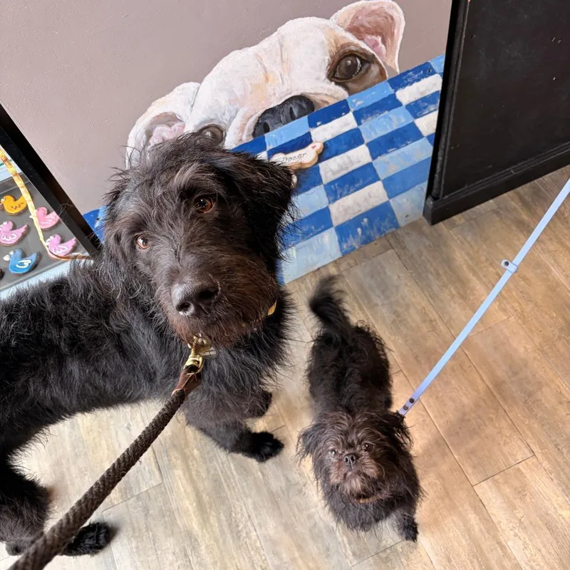A young large-sized male Black Labradoodle dog named Hersh for adoption in Chantilly, VA