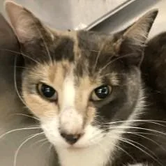 An adult medium-sized female Domestic Short Hair cat named Cali for adoption in Brenham, TX