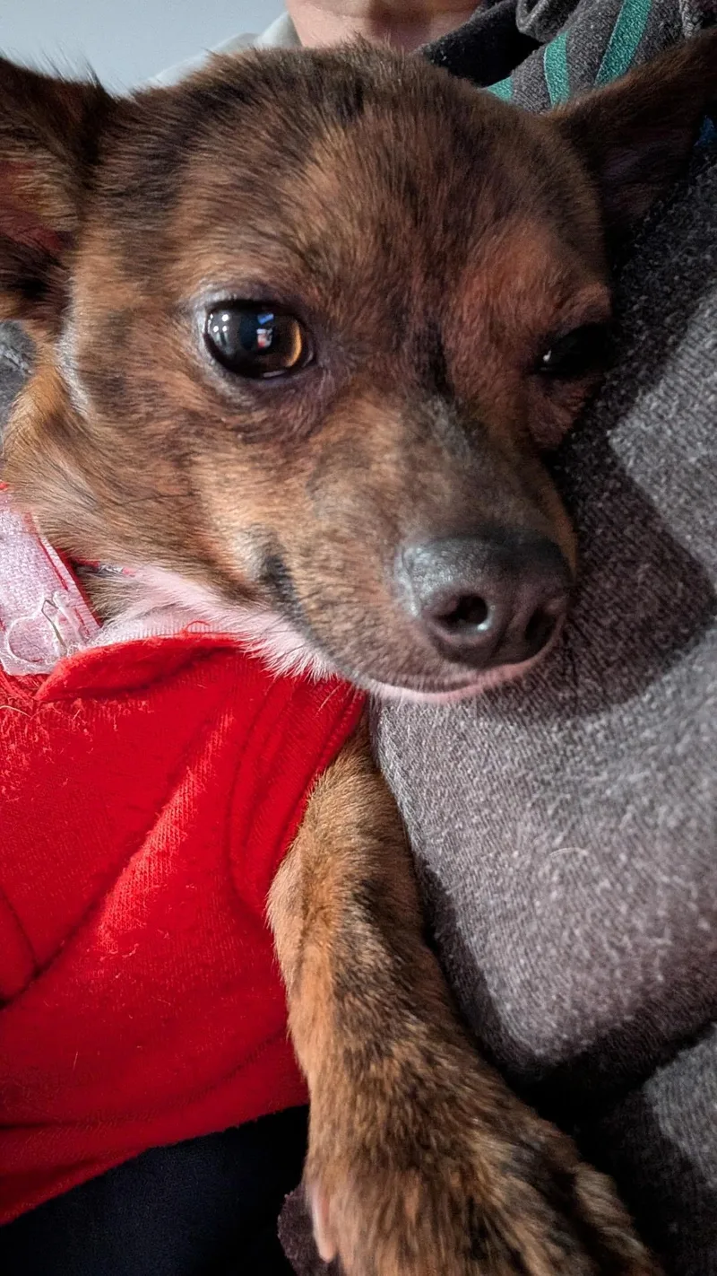 A young small-sized male Brindle Chihuahua dog named Milo for adoption in East Lansing, MI