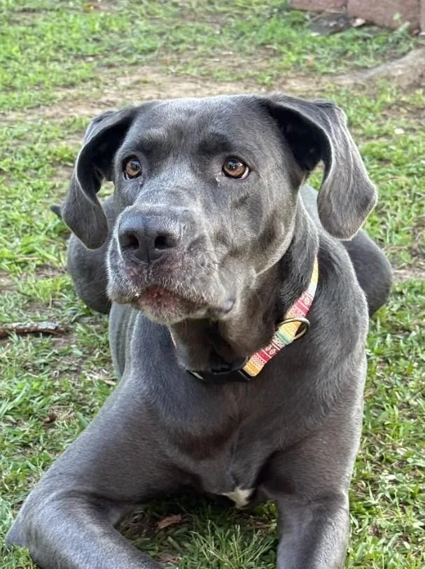 An adult extra large-sized female Black Great Dane dog named Stella for adoption in Joppa, AL