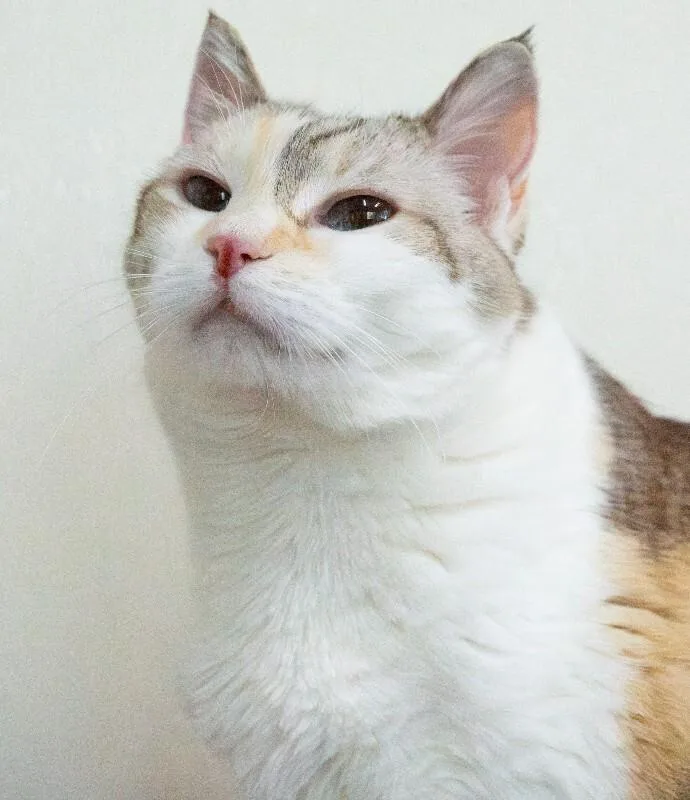 A senior medium-sized female Calico Domestic Short Hair cat named Luna Bear for adoption in Arlington, WA