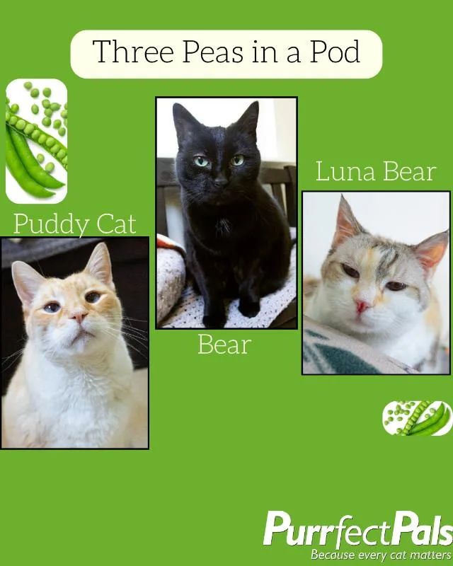 Luna Bear thumbnail 2