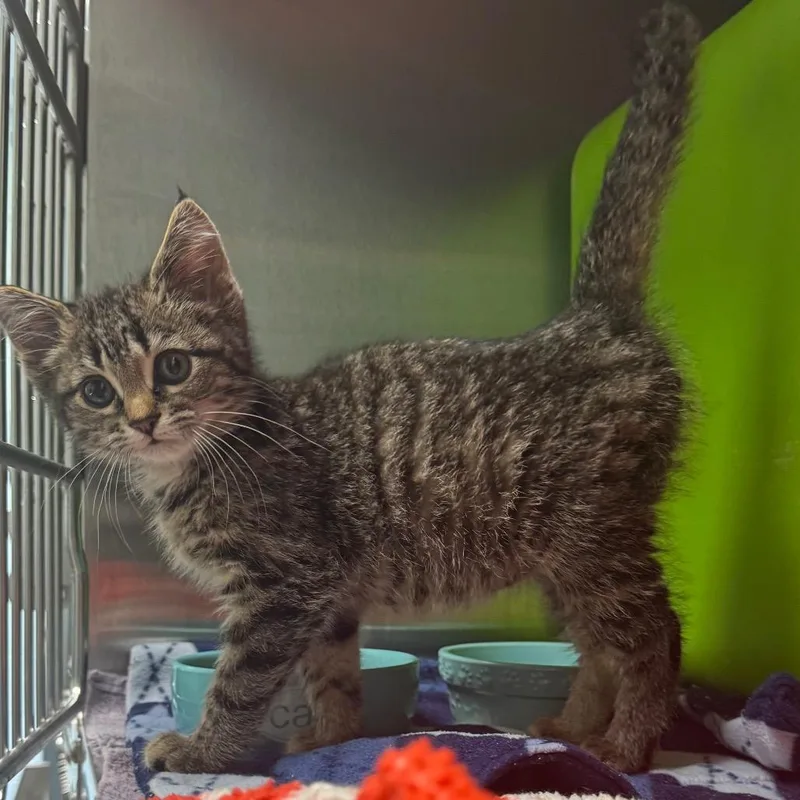 A baby small-sized female Brown / Chocolate Domestic Short Hair cat named Siren for adoption in Waukesha, WI
