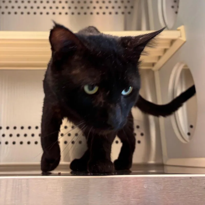 Panther