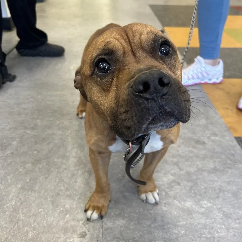 Buffalo Bill thumbnail 2