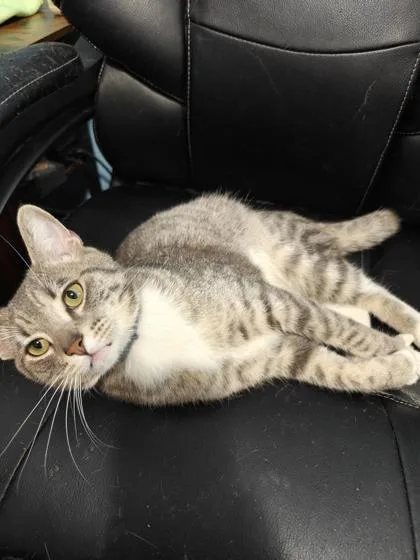 An adult medium-sized male Domestic Short Hair cat named Poe for adoption in Memphis, TN