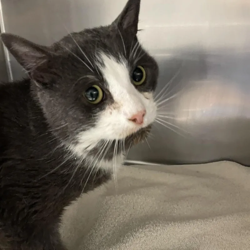 An adult medium-sized male Gray / Blue / Silver Domestic Short Hair cat named Marky for adoption in Allentown, PA