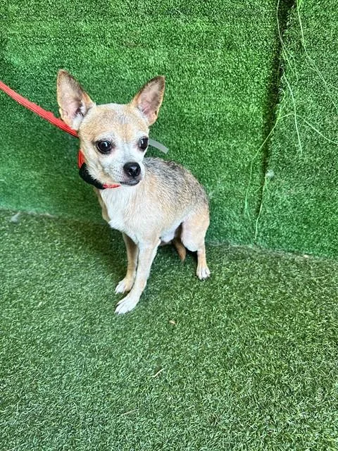 An adult small-sized male Chihuahua dog named Robert for adoption in Lancaster, CA
