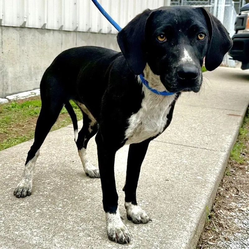 An adult medium-sized female Black Mixed Breed dog named Caroline Belle for adoption in Warrensburg, MO
