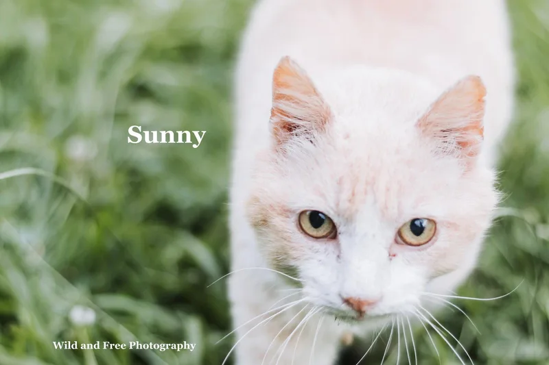 A senior medium-sized male Buff / Tan / Fawn Domestic Short Hair cat named Sunny for adoption in Morehead, KY