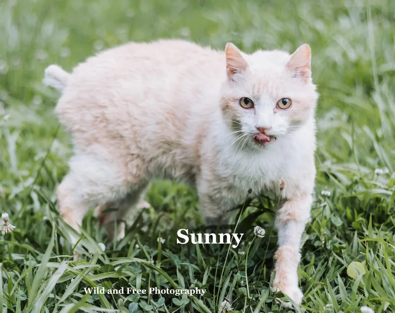 Sunny thumbnail 2