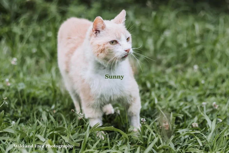 Sunny thumbnail 3