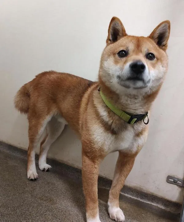 Pita Chip thumbnail 2