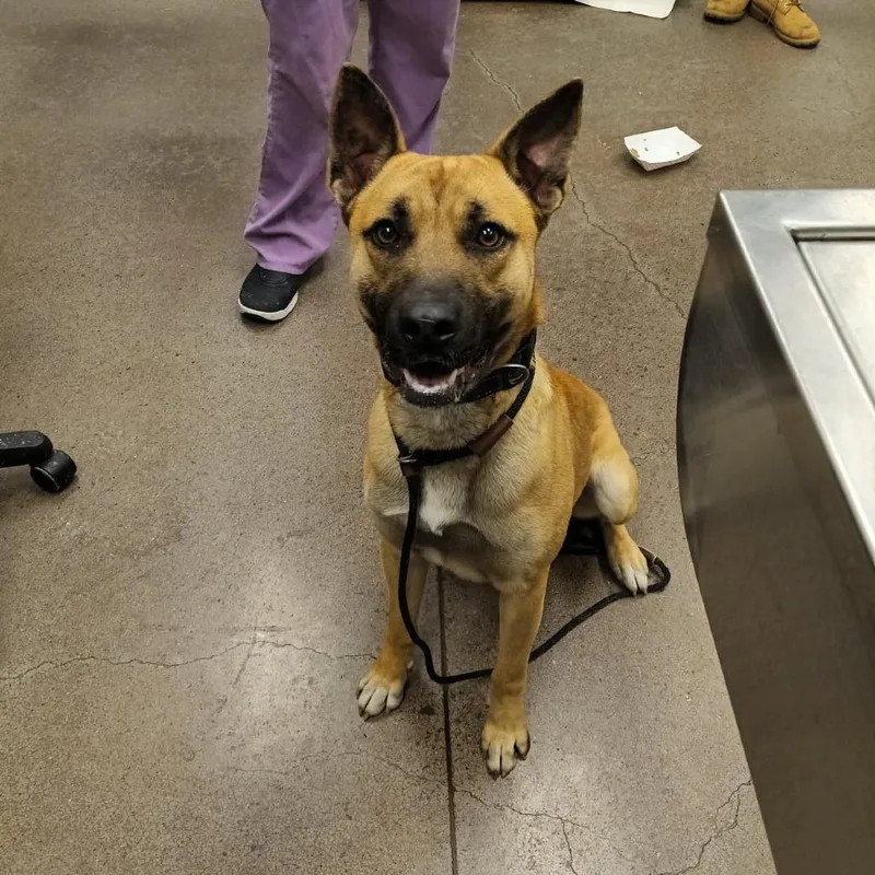 An adult medium-sized male Yellow / Tan / Blond / Fawn Belgian Shepherd / Malinois dog named Buddy Boy for adoption in Chattanooga, TN