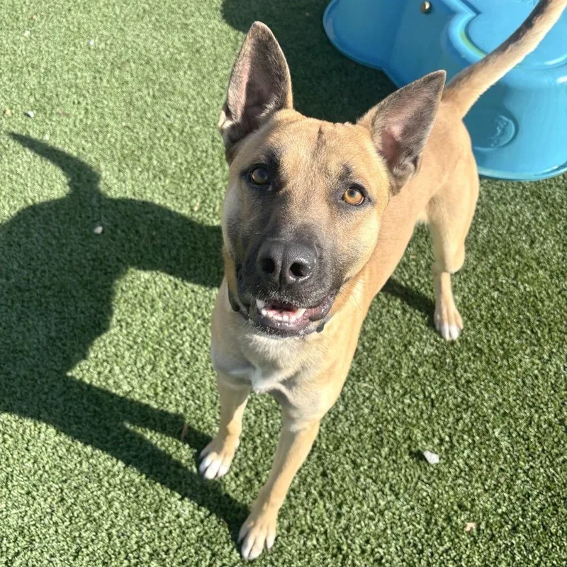 Buddy Boy thumbnail 2