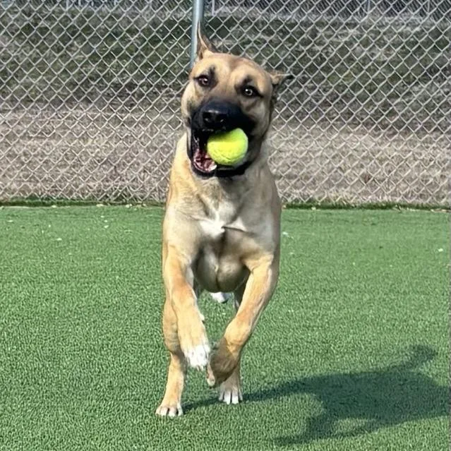 Buddy Boy thumbnail 3