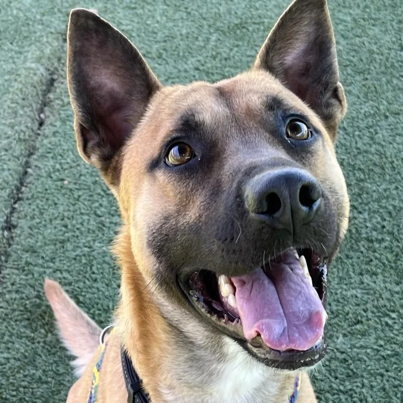 Buddy Boy thumbnail 5