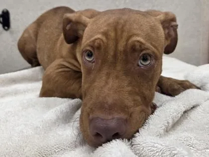 A baby small-sized male Mixed Breed dog named Kash for adoption in Honolulu, HI