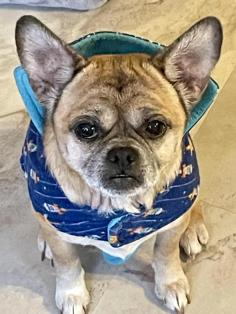 An adult small-sized male Pug dog named Buzz for adoption in South Lyon, MI