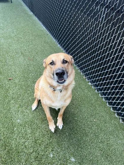 An adult large-sized male Mixed Breed dog named Rocky for adoption in Lafayette, IN