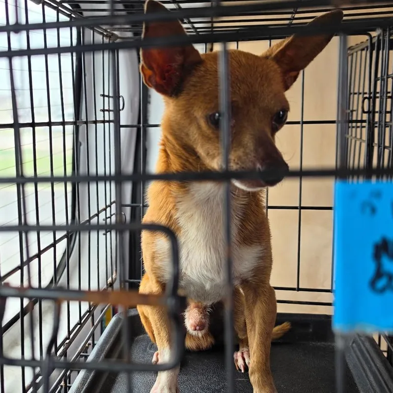 Chico