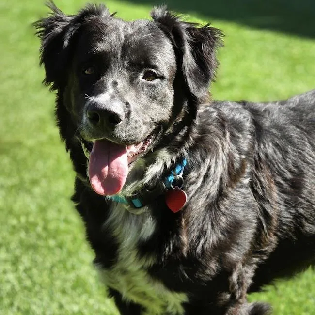 A young large-sized male Flat-Coated Retriever dog named Marty for adoption in San Diego, CA