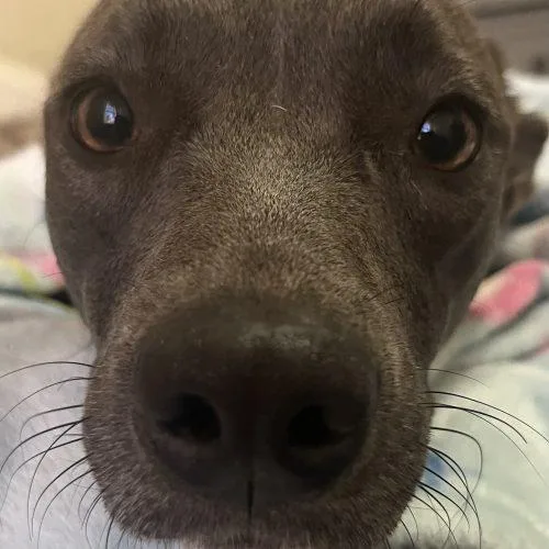 Minka