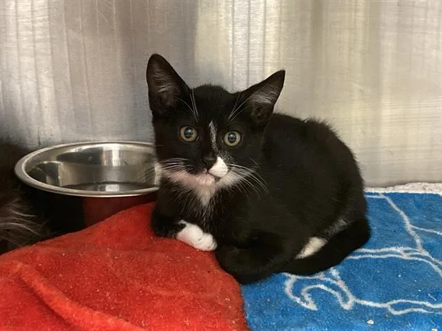 A baby small-sized male Domestic Short Hair cat named Messi for adoption in Tustin, CA