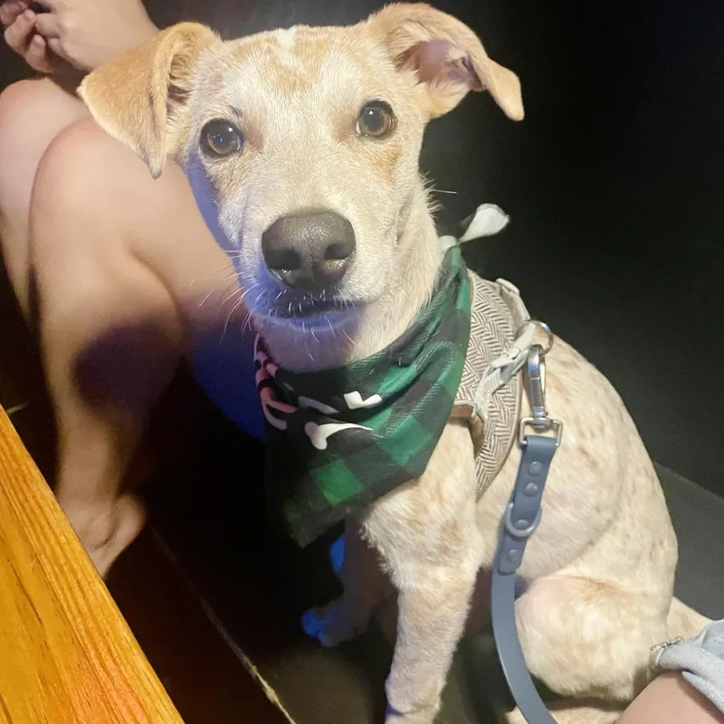 Dexter Morgan thumbnail 2