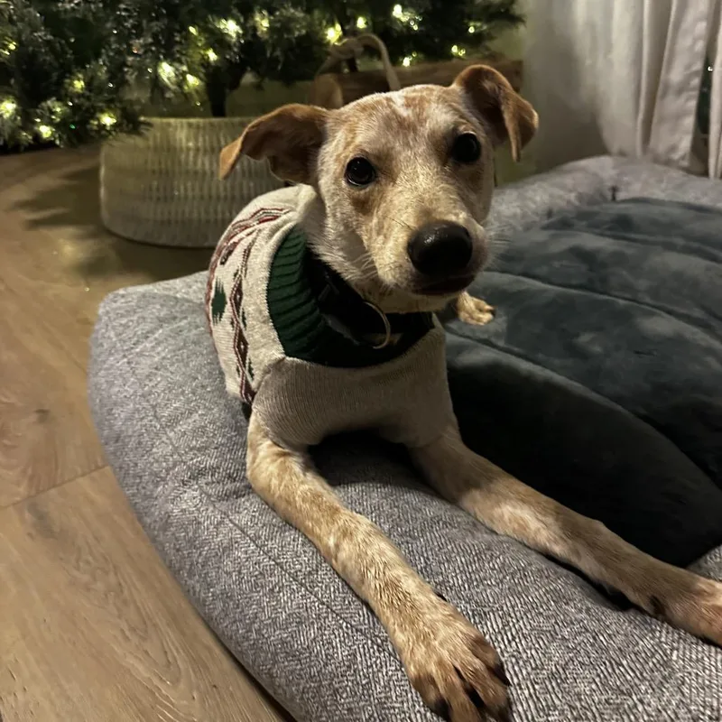 Dexter Morgan thumbnail 3