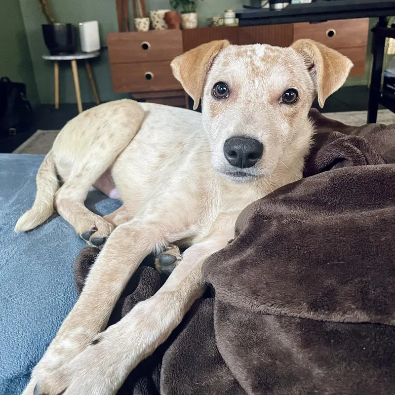 Dexter Morgan thumbnail 4