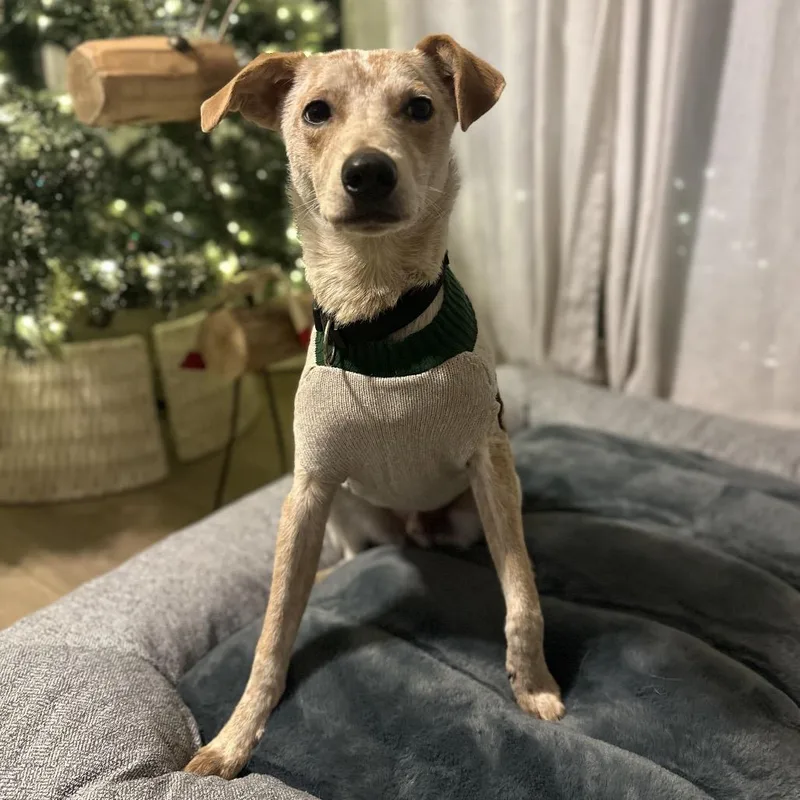 Dexter Morgan thumbnail 5