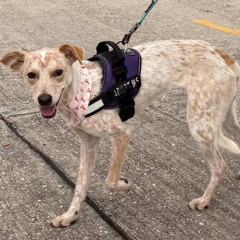 Dexter Morgan thumbnail 6