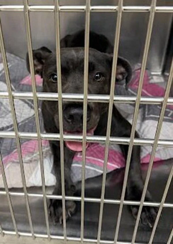 A young medium-sized male American Staffordshire Terrier dog named Goron for adoption in Austin, TX