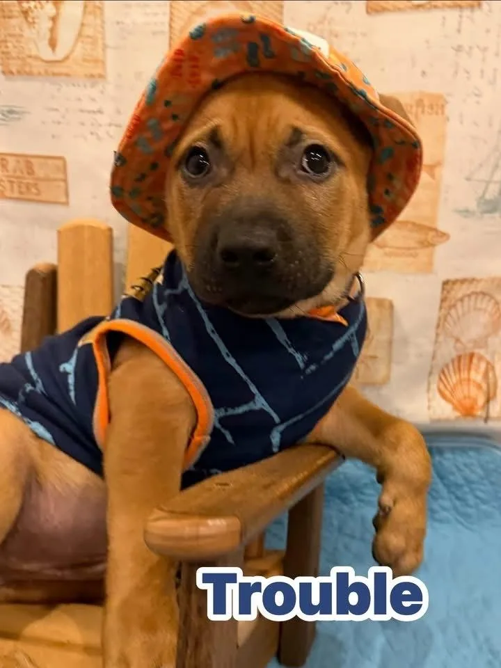 A baby medium-sized male Mixed Breed dog named Trouble for adoption in Scranton, PA