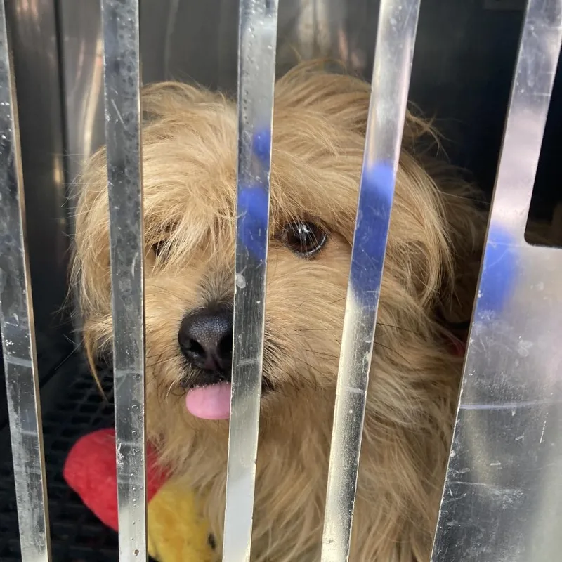 An adult small-sized female Brown / Chocolate Mixed Breed dog named Yakya for adoption in Philadelphia, PA