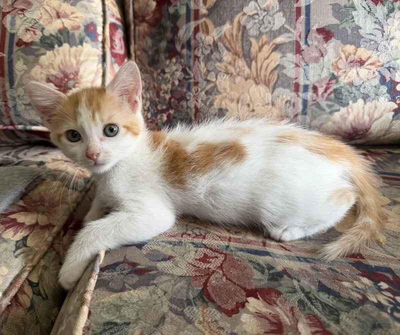 A baby medium-sized female Orange & White Domestic Medium Hair cat named Priya for adoption in Rosenberg, TX