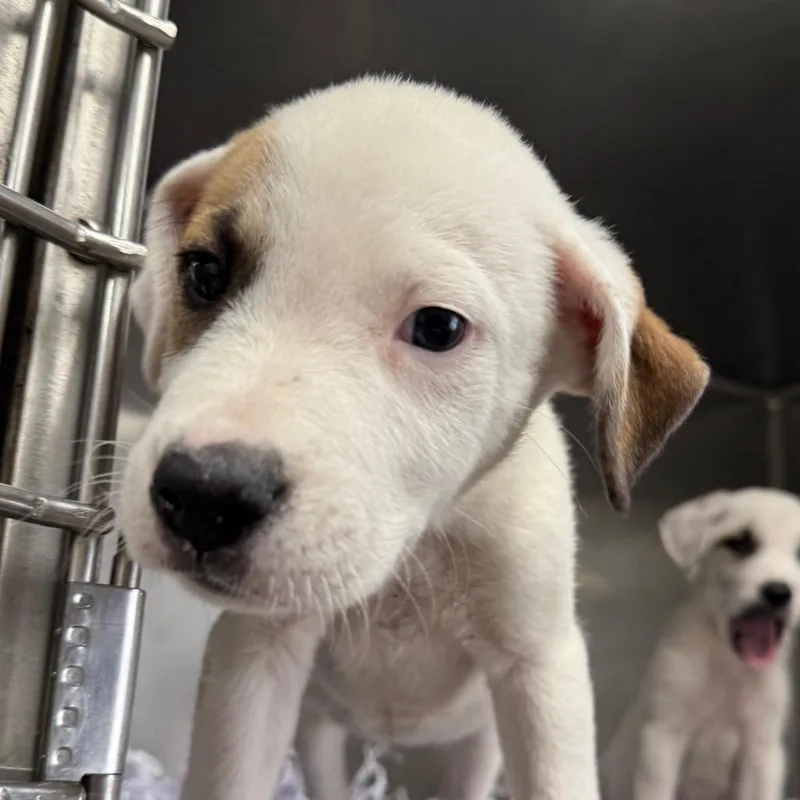 A young medium-sized male White / Cream Labrador Retriever dog named Dude for adoption in Jacksonville, AR