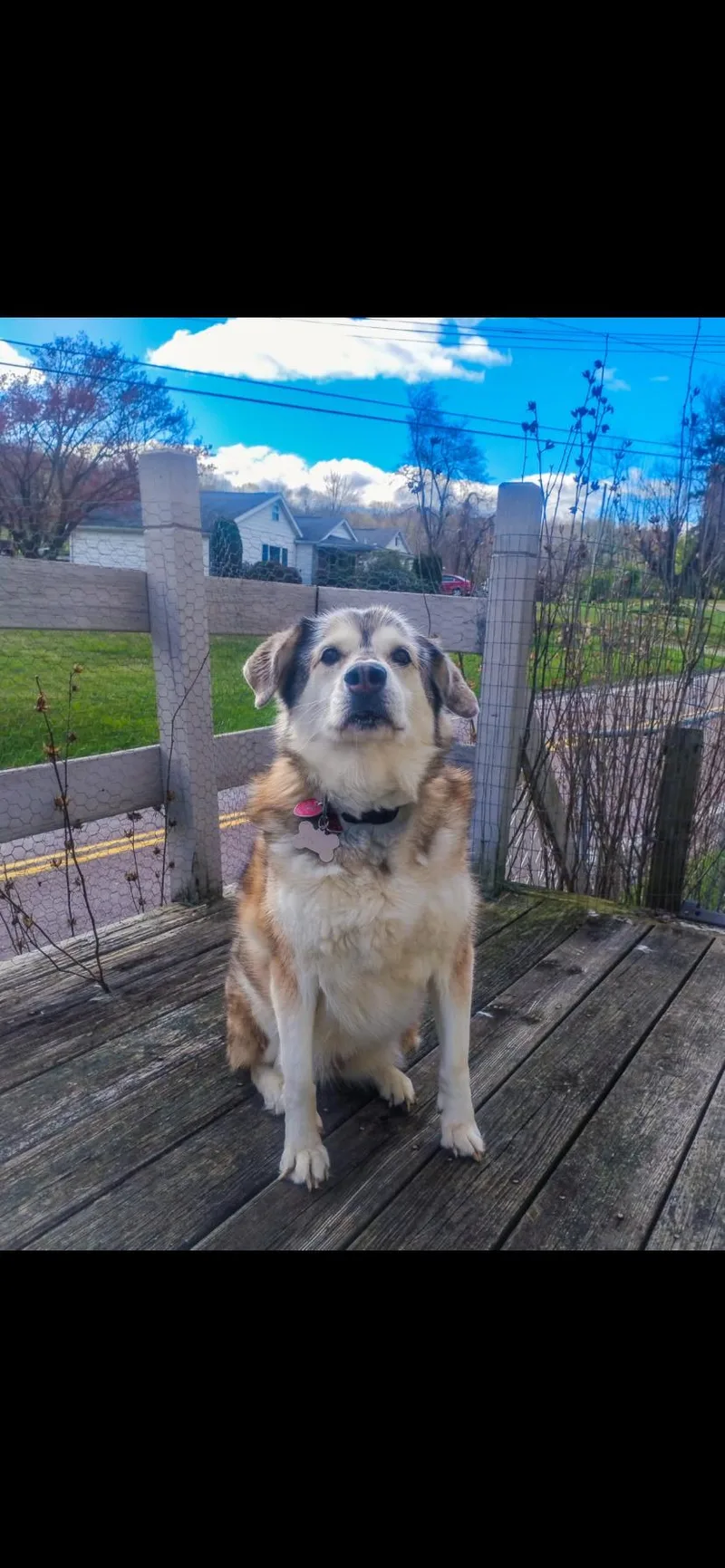 A senior medium-sized female Husky dog named Lakia for adoption in Greensburg, PA